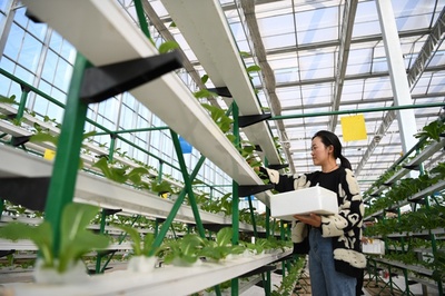 農業轉基因產業化應用如何發展?農業農村部答每經問:自主創新、確保安全、嚴格監管