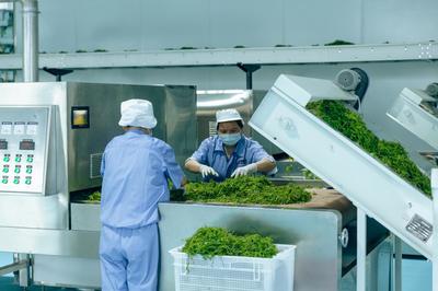 國內首條連續式莓茶自動化生產線張家界投產